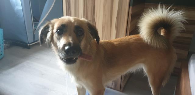 Donna mit einem Leckerli | Foto: Alex Catuna