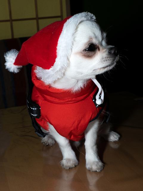 Chico freute sich sehr auf Weihnachten | Foto: Josef Maukner