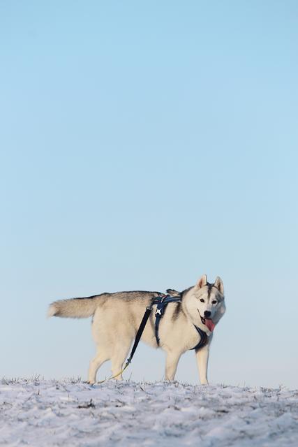 Die Hunde-Dame Mischa liebt als richtiger Husky den Schnee über alles | Foto: Daniela Reiter
