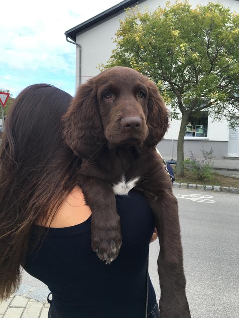 Die Deutschlanghaar-Dame Nanni mag nicht mehr laufen | Foto: Patricia Malloth