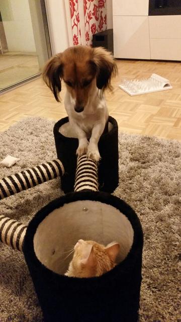 Minnie beim Erkunden des Kratzbaumes  | Foto: Silvia Herzog-Edlmeier