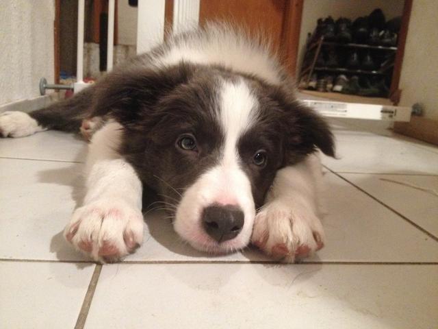 Der kleine Kirby | Foto: Ingrid Rabl