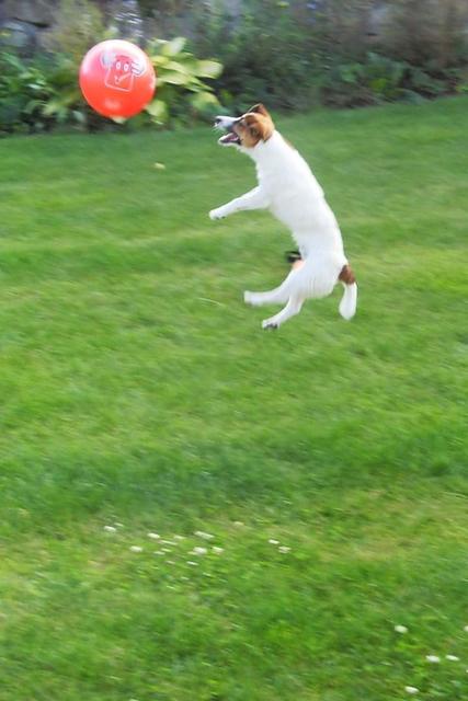 Buddy voll in Action | Foto: Christa Engel