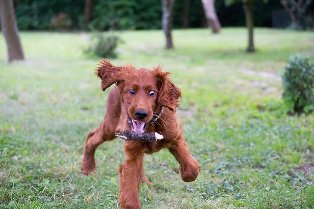 Der Irish Red Setter Henry  | Foto: Renate Kommer