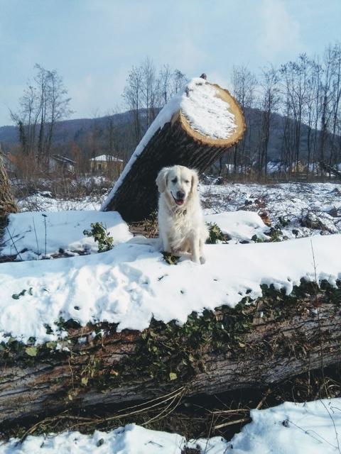 Die Hündin Pia bei der Schlägerung der Au in St. Christophen | Foto: Elfriede Hahn
