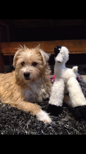 Toffee mit ihrem Lieblings-Kuscheltier | Foto: Samara Hausberger