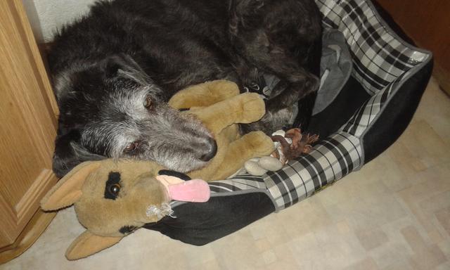 Die 17-jährige Hunde-Dame Mizzie mit ihrem Rex | Foto: Christoph Auner