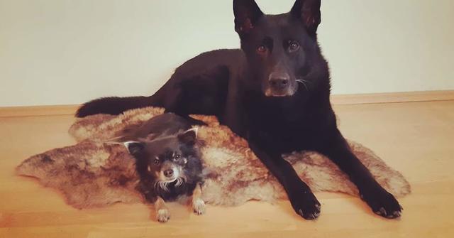 Die unzertrennlichen Vierbeiner Chaos &amp; Bella | Foto: Selina Schober