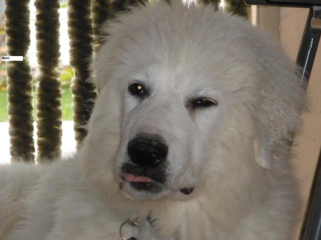 Bärli - kurz nach dem Aufwachen - noch etwas verschlafen | Foto: Eva Esterl