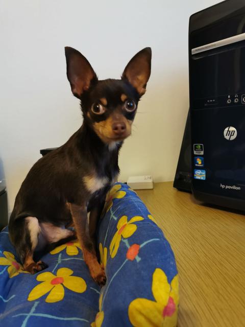 Romeo ganz brav in seinem Bettchen | Foto: G. &amp; R. Wiesinger