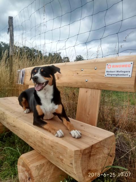 Ausruhen muss auch mal sein - Lilly bei einer Verschnaufpause | Foto: Lucia Prenner