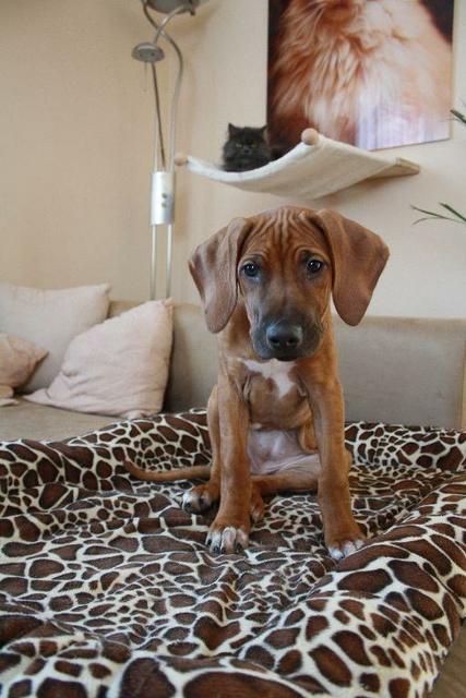 Amina als sie noch ein Welpe war | Foto: Michael Heintschel