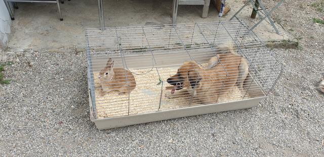 Donna im Käfig mit seinem Freund, dem Hasen | Foto: Alex Catuna