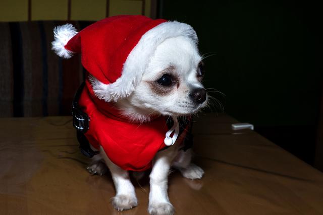 Chico mit Weihnachtsmütze | Foto: Josef Maukner