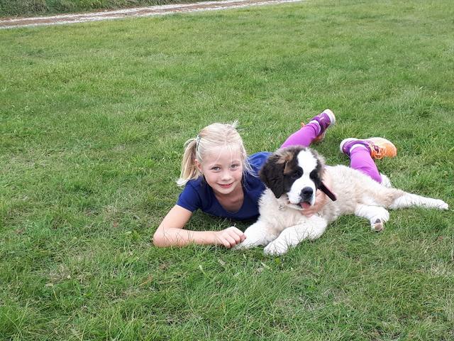 Die 1,5 Jahre alte Bernhardiner-Dame Luise | Foto: Melinda Medvegy