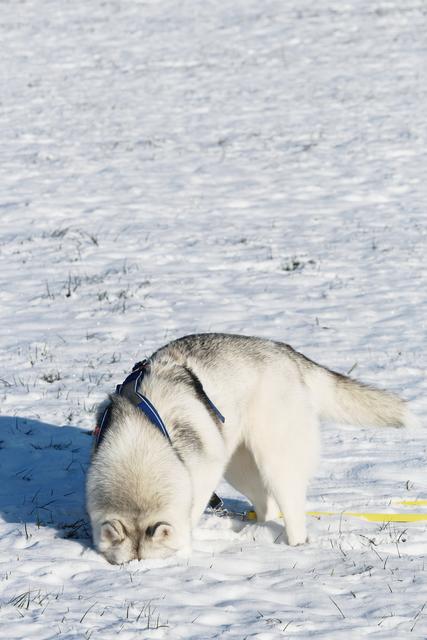 Mischa trotzt der Kälte | Foto: Daniela Reiter