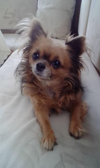 Die kleine Maja  | Foto: G. &amp; R. Wiesinger