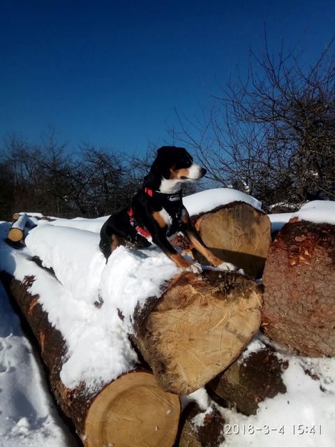 Die Entlebucher Sennenhündin Lilly beim Spielen im Schnee | Foto: Lucia Prenner