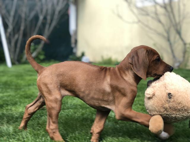 Amina beim Apportieren eines Stofftieres | Foto: Michael Heintschel