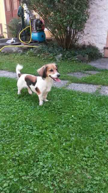 Minnie im Garten | Foto: Silvia Herzog-Edlmeier