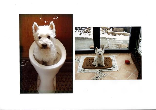 Die kleine "Bärli" hing so an Frauchens alter Toilette, dass sie diese gar nicht mehr verlassen wollte | Foto: Christine Reiner