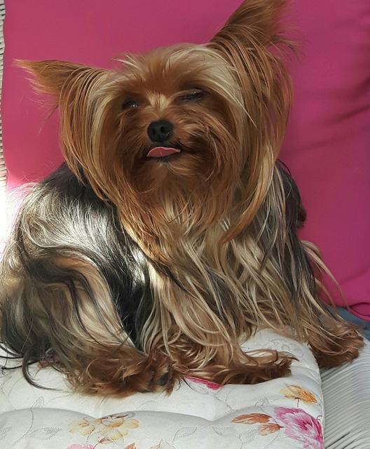 Die zweisprachige Hunde-Dame, Marie | Foto: Helga Barbl