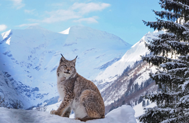 "Der König von Ferleiten" - von Wolfgang Madreiter