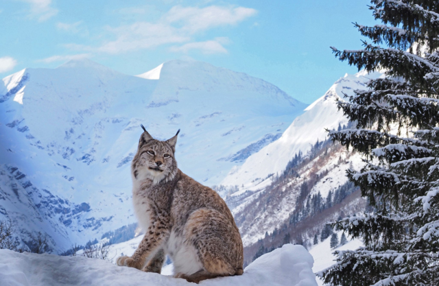 "Der König von Ferleiten" - von Wolfgang Madreiter | Foto: Wolfgang Madreiter