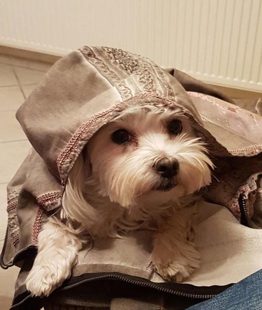 Die 5-jährige Malteser-Dame Mali versucht sich zu verstecken | Foto: Hannelore Liess