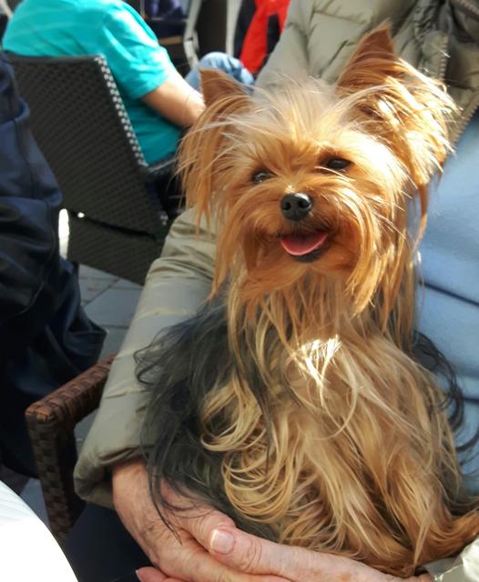 Marie auf dem Schoß ihres Frauchens | Foto: Helga Barbl