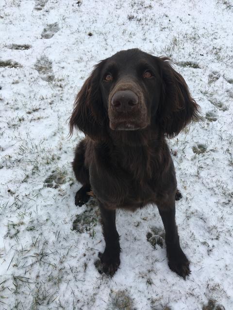 Chili ganz brav im Schnee | Foto: Christina Studeny