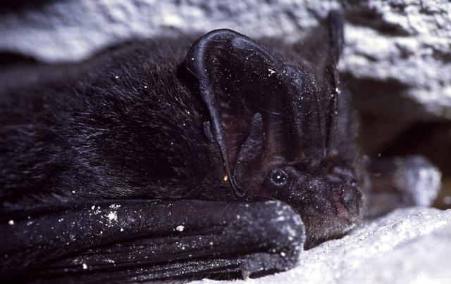 Die Mopsfledermaus ist eine bedrohte Tierart.