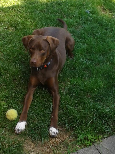 Lucky mit seinem Lieblingsball | Foto: Regina Buber