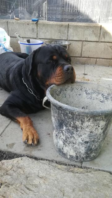 Bei Bauarbeiten im Garten ist "Faro" die beste seelische Unterstützung | Foto: Doris Lisy