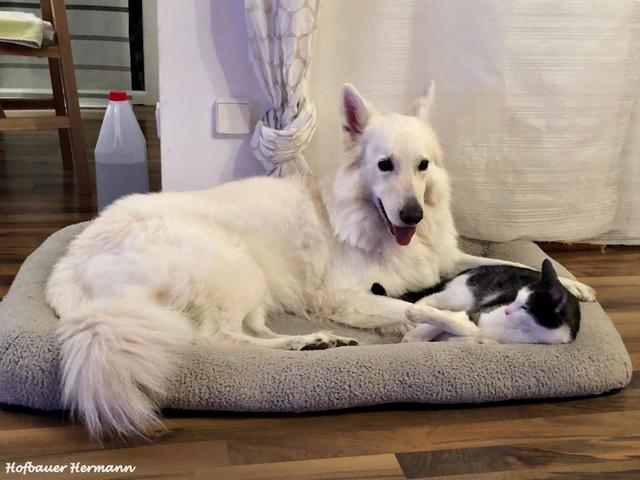 Die Katze hat gewonnen: Ashanti teilt sein Körbchen | Foto: Hermann Hofbauer