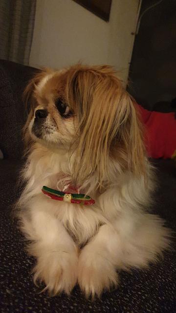 Kira macht ganz brav "Platz" | Foto: Angela Demuth-Golosetti