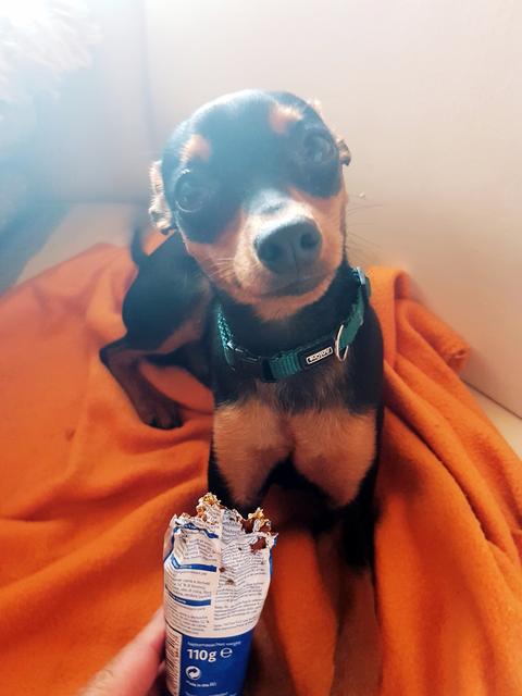 Die kleine "Cheesy" mit einer Packung Streichwurst | Foto: Irina Hausensteiner