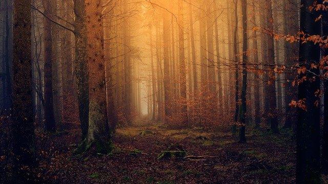 Holz boomt, doch die Kärntner Waldbauern hätten nichts davon. Das thematisiert die Landwirtschaftskammer nun bei den Waldbauerntagen.