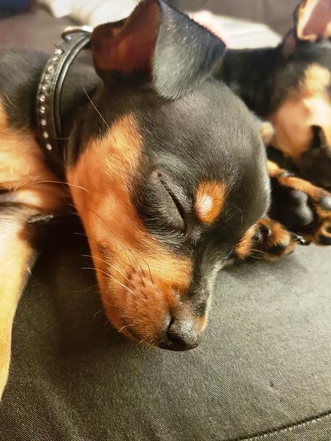 Cheesy ganz erschöpft | Foto: Irina Hausensteiner