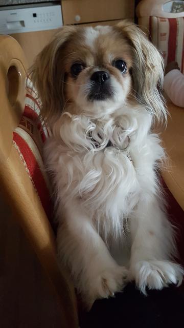 Die kleine Zuckerschnute "Kira" | Foto: Angela Demuth-Golosetti