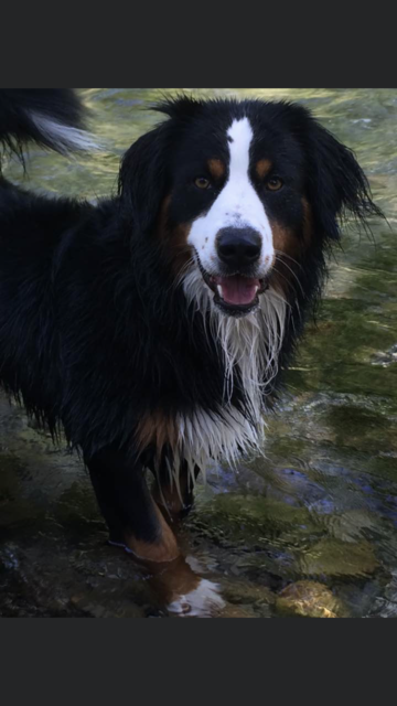 Berner Sennenhund Jimi bei einer Abkühlung | Foto: Natascha Bachner