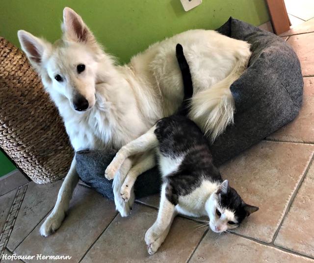 Ashanti will sein Körbchen noch nicht teilen | Foto: Hermann Hofbauer