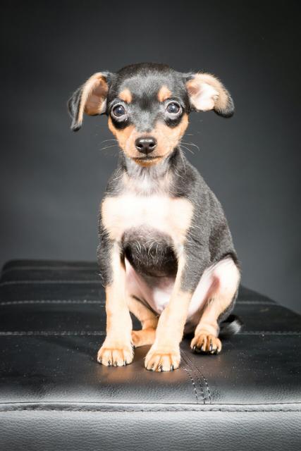 Cheesy bei einem Fotoshooting | Foto: Irina Hausensteiner