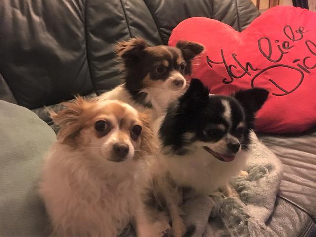 Auf der Couch haben dafür alle 3 ausreichend Platz | Foto: Susanne Knotzer