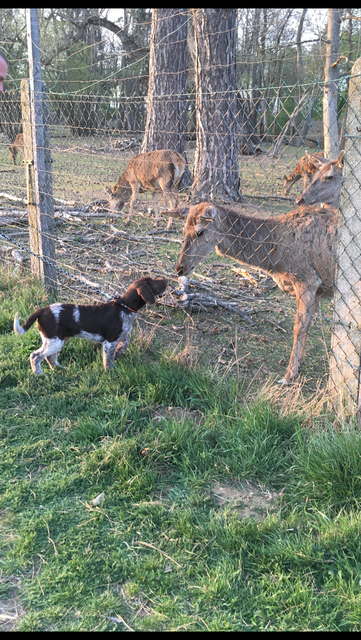 Aaref macht sich Freunde | Foto: Sandra Nagl