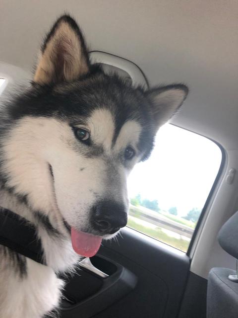 "Yondu" auf dem Heimweg von Deutschland | Foto: Jennifer Gartlehner