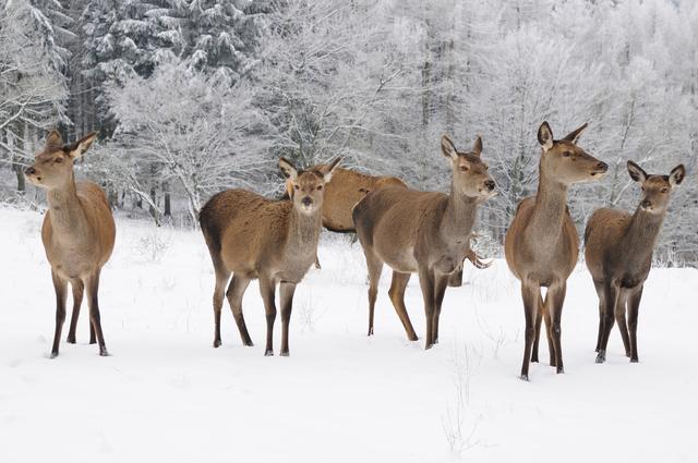 Hirsche sind Fluchttiere und flüchten bei Beunruhigung oft über mehrere hundert Meter, was insbesondere im Winter hohe Anstrengung bedeutet und mitunter auch zum Tod führen kann.
