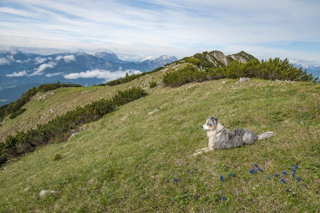 Rettungshund Kalypso | Foto: Ferdinand Berginc