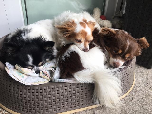 "Gut geschlichtet": Mädi, Jimmy &amp; Miriam aufeinander | Foto: Susanne Knotzer