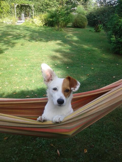 Mickey chillt in der Hängematte | Foto: Barbara Haidvogl-Pötsch
